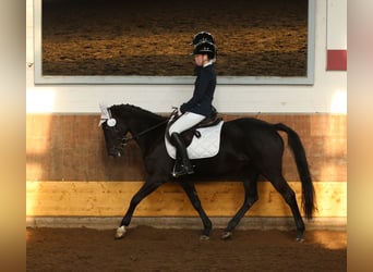 Poney de selle allemand, Jument, 16 Ans, 146 cm, Noir