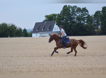 Poney de selle allemand, Jument, 16 Ans, 148 cm, Alezan