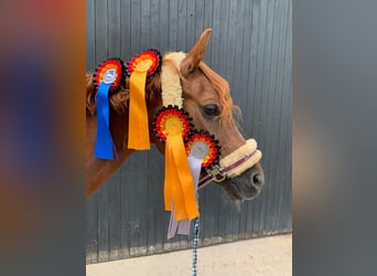 Poney de selle allemand, Jument, 16 Ans, 148 cm, Alezan