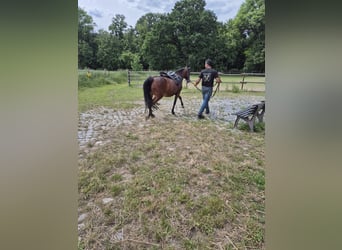 Poney de selle allemand, Jument, 16 Ans, 148 cm, Bai