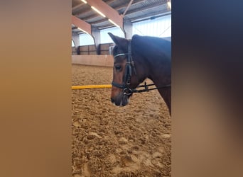 Poney de selle allemand, Jument, 17 Ans, 133 cm, Bai brun