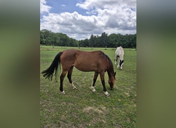 Poney de selle allemand, Jument, 17 Ans, 138 cm, Bai