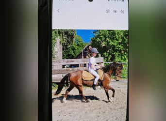 Poney de selle allemand, Jument, 17 Ans, 138 cm, Bai
