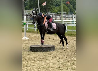 Poney de selle allemand, Jument, 17 Ans, 144 cm, Noir