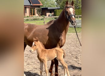 Poney de selle allemand, Jument, 17 Ans, 148 cm, Alezan brûlé