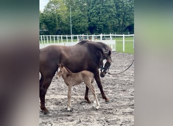 Poney de selle allemand, Jument, 17 Ans, 148 cm, Alezan brûlé