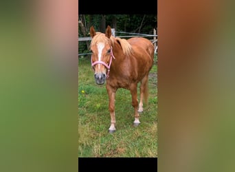 Poney de selle allemand Croisé, Jument, 18 Ans, 143 cm, Alezan