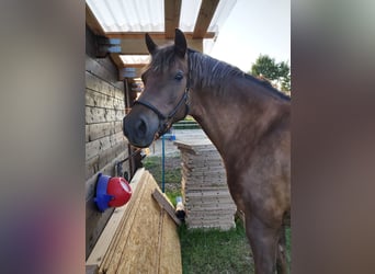 Poney de selle allemand, Jument, 18 Ans, 148 cm, Alezan