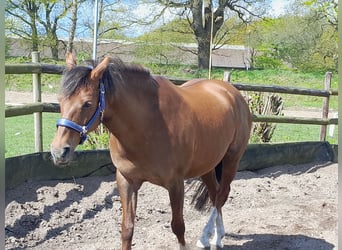 Poney de selle allemand, Jument, 18 Ans, 148 cm, Alezan