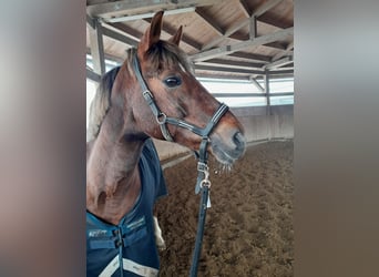 Poney de selle allemand, Jument, 18 Ans, 148 cm, Alezan