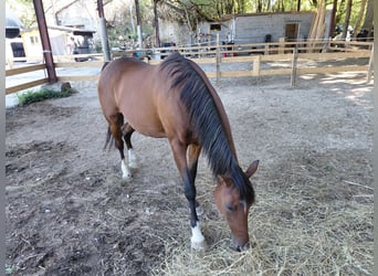 Poney de selle allemand, Jument, 18 Ans, 148 cm, Bai brun