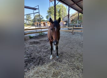 Poney de selle allemand, Jument, 18 Ans, 148 cm, Bai brun