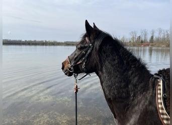 Poney de selle allemand, Jument, 18 Ans, 149 cm, Bai