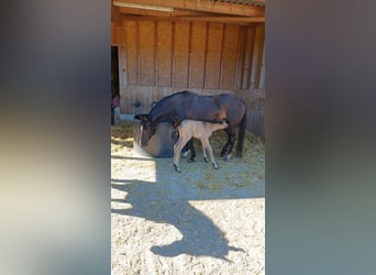 Poney de selle allemand, Jument, 19 Ans, 140 cm, Bai
