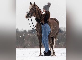 Poney de selle allemand Croisé, Jument, 19 Ans, 143 cm, Alezan brûlé