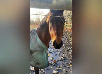 Poney de selle allemand Croisé, Jument, 19 Ans, 145 cm, Bai