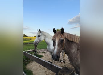 Poney de selle allemand, Jument, 19 Ans, 148 cm, Gris