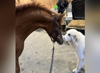 Poney de selle allemand, Jument, 1 Année, 140 cm, Alezan