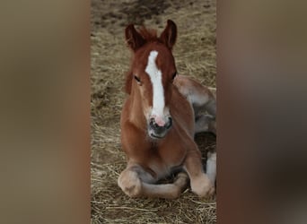Poney de selle allemand, Jument, 1 Année, 147 cm, Alezan