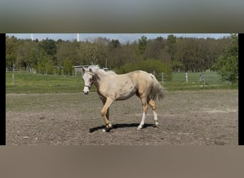 Poney de selle allemand, Jument, 1 Année, 147 cm, Palomino