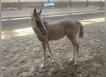Poney de selle allemand, Jument, 1 Année, 148 cm, Alezan dun