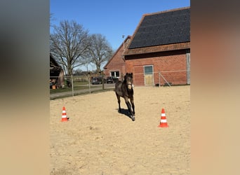 Poney de selle allemand, Jument, 1 Année, 148 cm, Buckskin