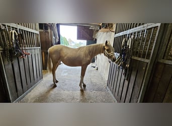Poney de selle allemand, Jument, 1 Année, 148 cm, Palomino
