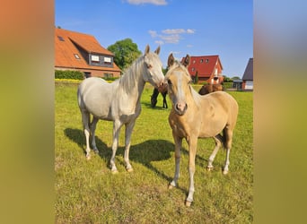 Poney de selle allemand, Jument, 1 Année, 148 cm, Palomino
