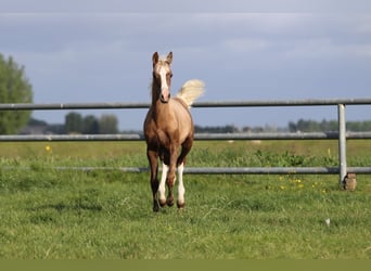 Poney de selle allemand, Jument, 1 Année, 148 cm, Palomino