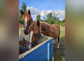 Poney de selle allemand, Jument, 1 Année, 149 cm, Alezan