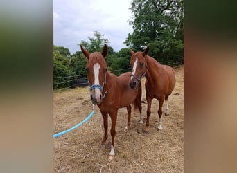 Poney de selle allemand, Jument, 1 Année, 149 cm, Alezan