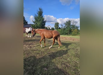 Poney de selle allemand, Jument, 1 Année, 149 cm, Alezan