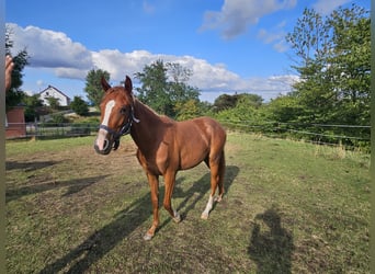 Poney de selle allemand, Jument, 1 Année, 149 cm, Alezan