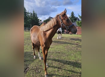 Poney de selle allemand, Jument, 1 Année, 149 cm, Alezan
