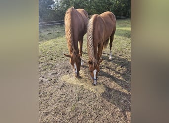 Poney de selle allemand, Jument, 1 Année, 149 cm, Alezan