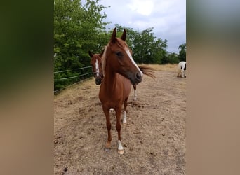 Poney de selle allemand, Jument, 1 Année, 149 cm, Alezan