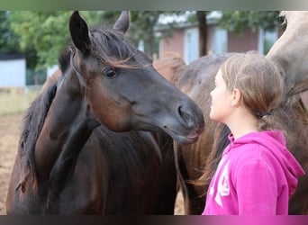 Poney de selle allemand Croisé, Jument, 1 Année, 150 cm, Noir