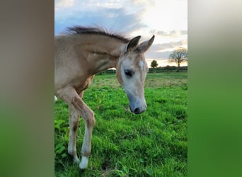 Poney de selle allemand, Jument, 1 Année, 155 cm, Buckskin