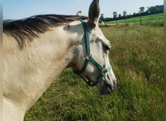 Poney de selle allemand, Jument, 1 Année, 155 cm, Buckskin