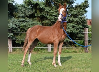 Poney de selle allemand, Jument, 1 Année, Alezan