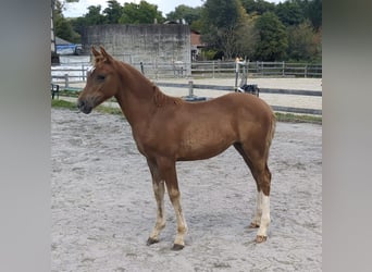 Poney de selle allemand, Jument, 1 Année, Alezan