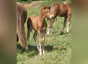Poney de selle allemand, Jument, 1 Année, Alezan