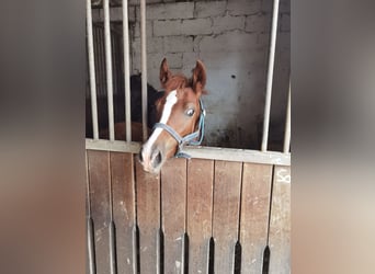 Poney de selle allemand, Jument, 1 Année, Alezan