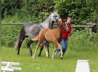 Poney de selle allemand, Jument, 1 Année, Alezan