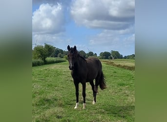 Poney de selle allemand, Jument, 1 Année, Bai brun foncé