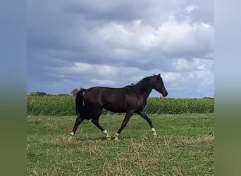 Poney de selle allemand, Jument, 1 Année, Bai brun foncé