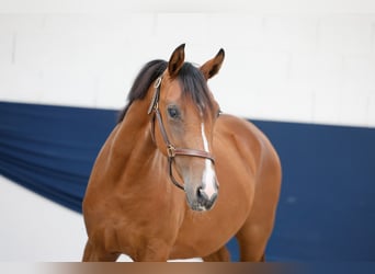 Poney de selle allemand, Jument, 1 Année, Bai