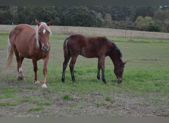Poney de selle allemand, Jument, 1 Année, Bai