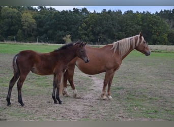 Poney de selle allemand, Jument, 1 Année, Bai