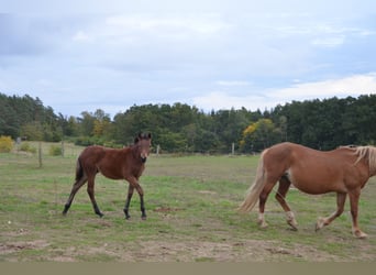 Poney de selle allemand, Jument, 1 Année, Bai